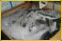 Stock poisson